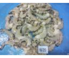 Frozen Raw Black Tiger Headless Off Shrimp