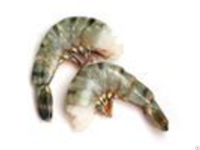 Frozen Raw Black Tiger Headless Easy Peel Shrimp