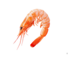 Frozen Cooked Head On Shrimp
