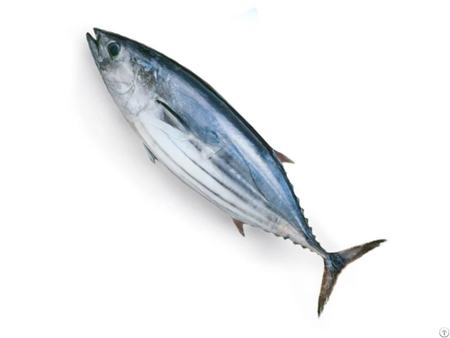 Frozen Raw Tuna
