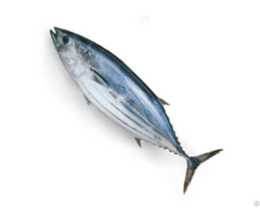 Frozen Raw Tuna