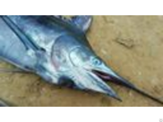 Frozen Raw Swordfish