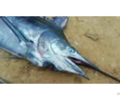 Frozen Raw Swordfish