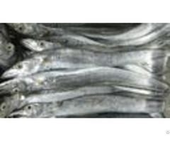Frozen Ribbon Fish