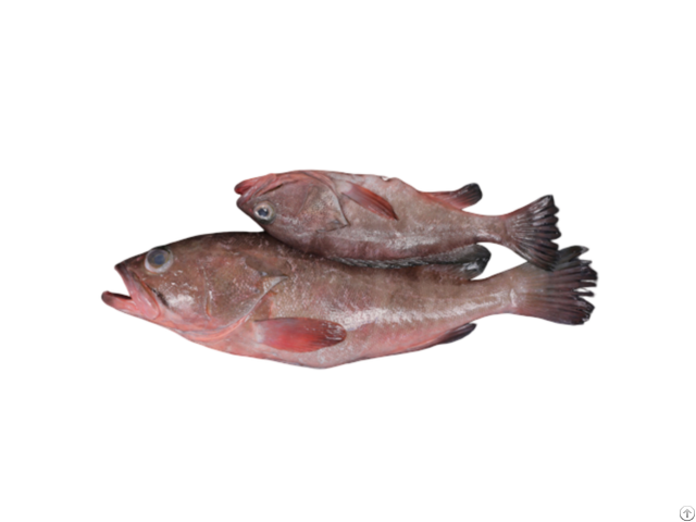 Frozen Reef Cod