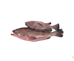 Frozen Reef Cod