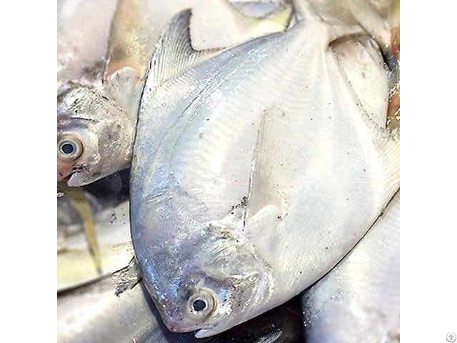 Frozen Raw Pomfret