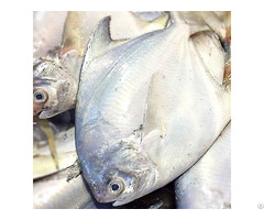 Frozen Raw Pomfret