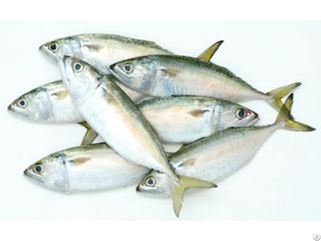 Frozen Raw Indian Mackerel