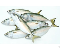 Frozen Raw Indian Mackerel