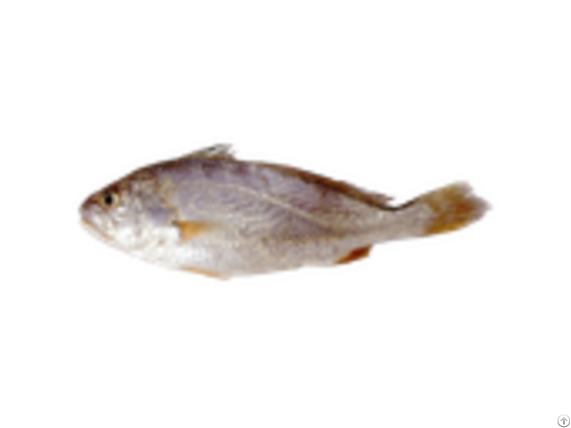 Frozen Croaker