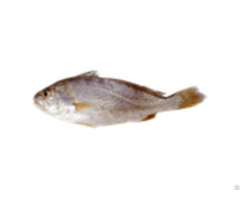 Frozen Croaker