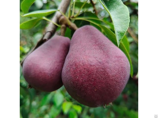 Beer Pear Supplier