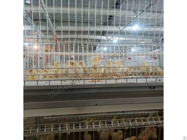 H Type Full Automatic Broiler Chicken Cage