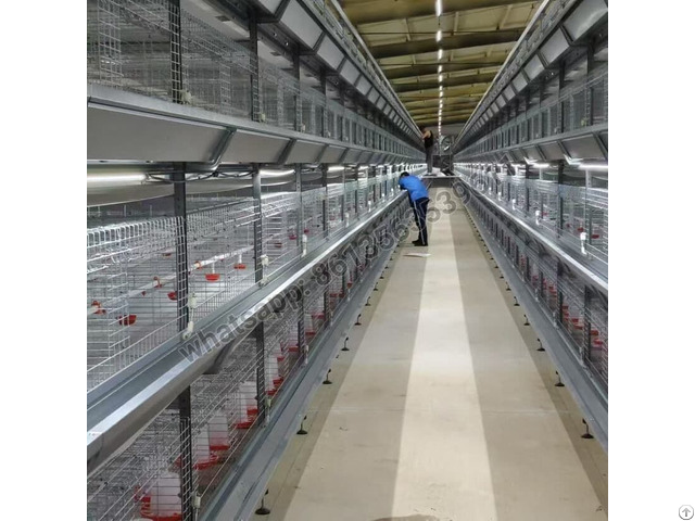 H Type Full Automatic Pullet Cage