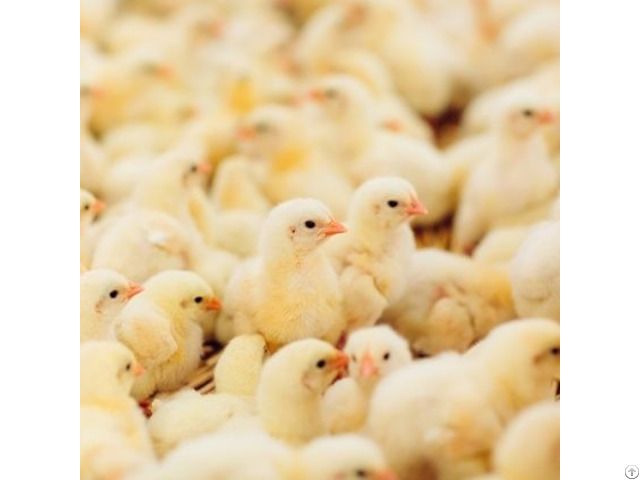 Amylase Feed Enzyme