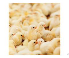 Amylase Feed Enzyme