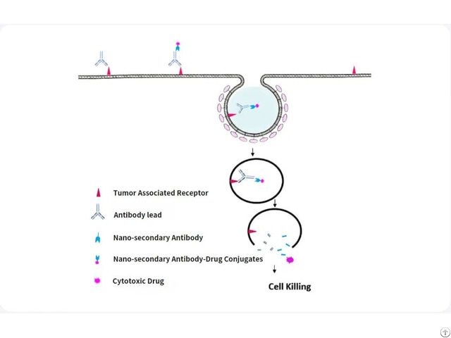Antibody Internalization