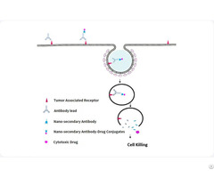 Antibody Internalization