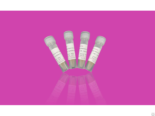 Yeast Display Based Naïve Vhh Library From Camel