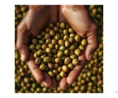 Premium Nigeria Green Coffee Beans Arabica Robusta Cif Jebel Ali Dubai 3100 Mt