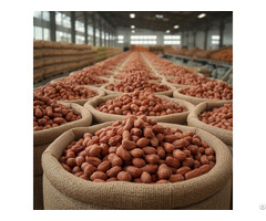 Premium Nigeria Raw Peanut Kernels Groundnuts Cif Jebel Ali Dubai 1700 Mt