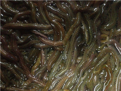 Angling Bait Aquaculture