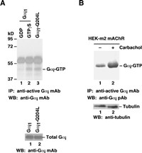 Anti Active Gi Mouse Monoclonal Antibody