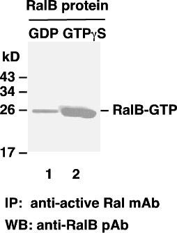 Anti Active Ral Mouse Monoclonal Antibody