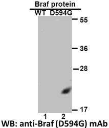 Anti Braf D594g Mouse Monoclonal Antibody