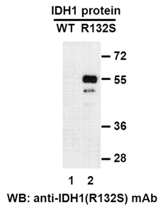 Anti Idh1 R132s Mouse Monoclonal Antibody