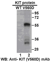 Anti Kit V560d Mouse Monoclonal Antibody