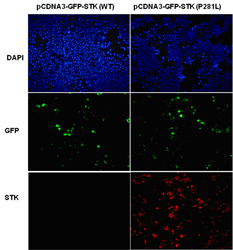 Anti Stk11 Mouse Monoclonal Antibody