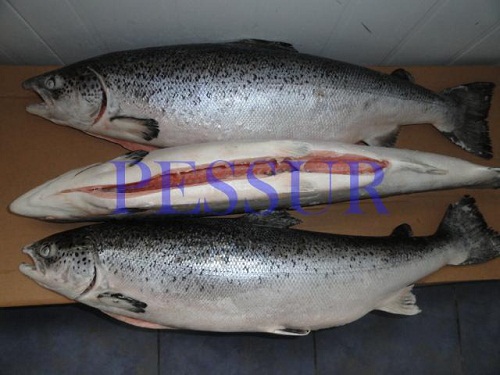 Atlantic Salmon Trout Sea Bass Available All Year Round