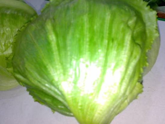 Cabbage With High Quality