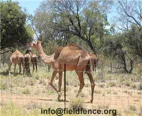 Camel Fence Heng Shui