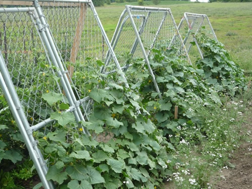 Cattle Panel Trellis With Versatile Purposes In Your Garden