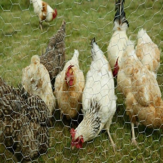 Chicken Wire At Hebei Aining Factory