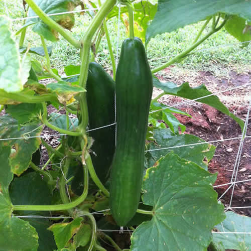 Chicken Wire Trellis A Cheap And Effective System