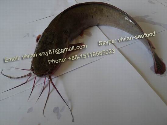 China Frozen Catfish Barge Clarias Fuscus