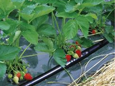 Column Drip Irrigation Pipe