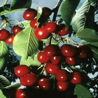 Cranberry P E Anthocyanidins 25 Uv