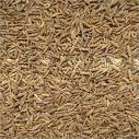 Cumin Seeds Best Indicative Offer