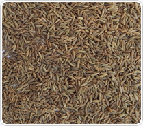 Cumin Seeds Cuminum Cyminum L