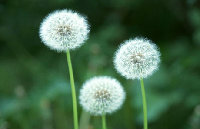 Dandelion Extract Flavone Taraxacum Offcinale