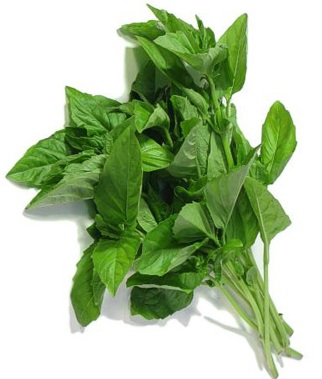 Discount Basil Osimum Basilicum