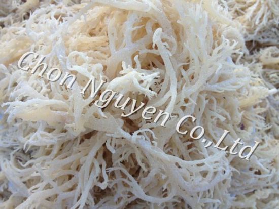 Dried Eucheuma Cottonii Seaweed