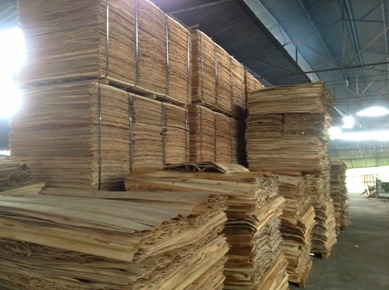 Eucalyptus Core Veneer