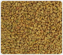 Fenugreek Seeds Best Indicative Offer