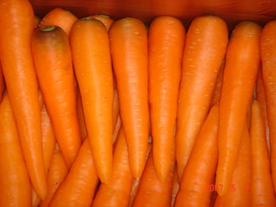 Fresh Carrot With High Quality